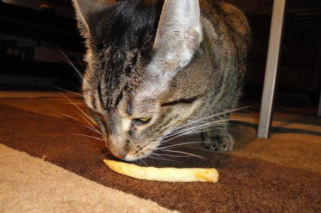 Fries in feline diet
