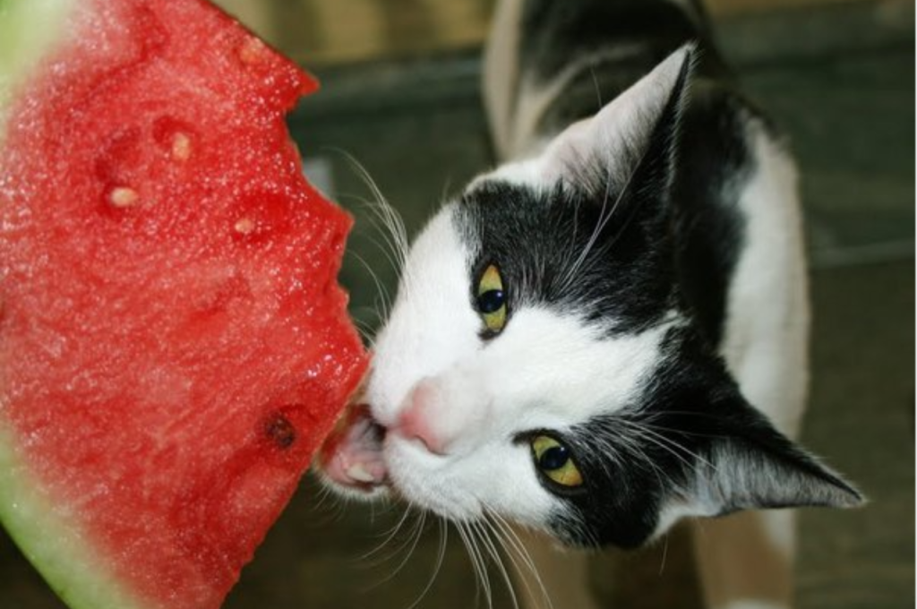 Mango as a treat for cats