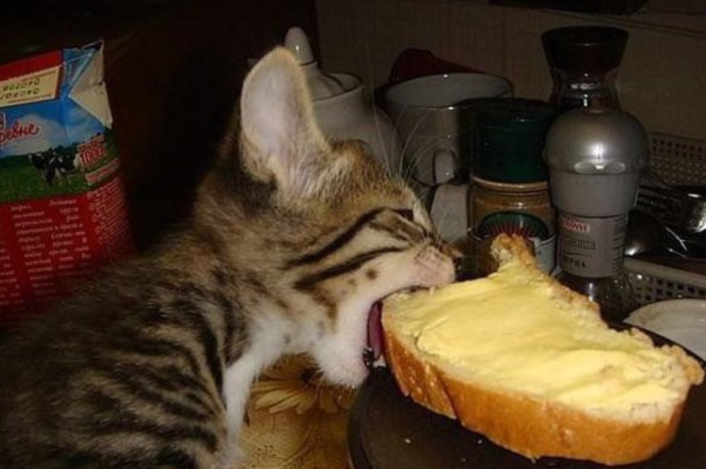 Butter in feline diet