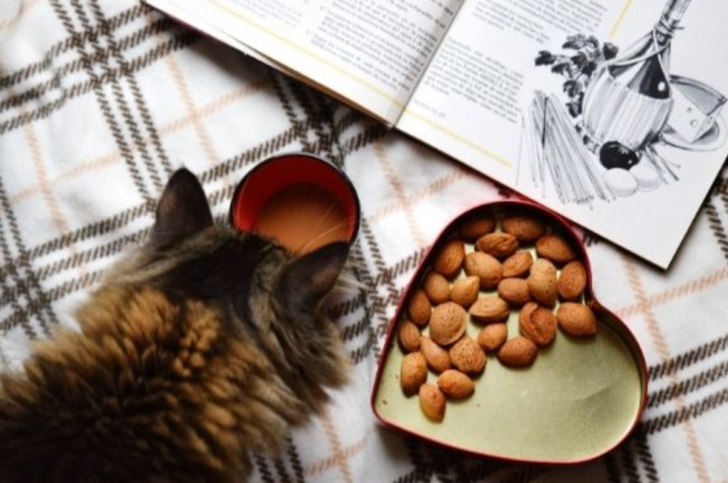 Harmful effects of nuts on cats
