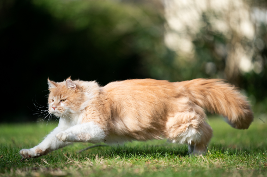 Quickness analysis: Cat vs Tiger