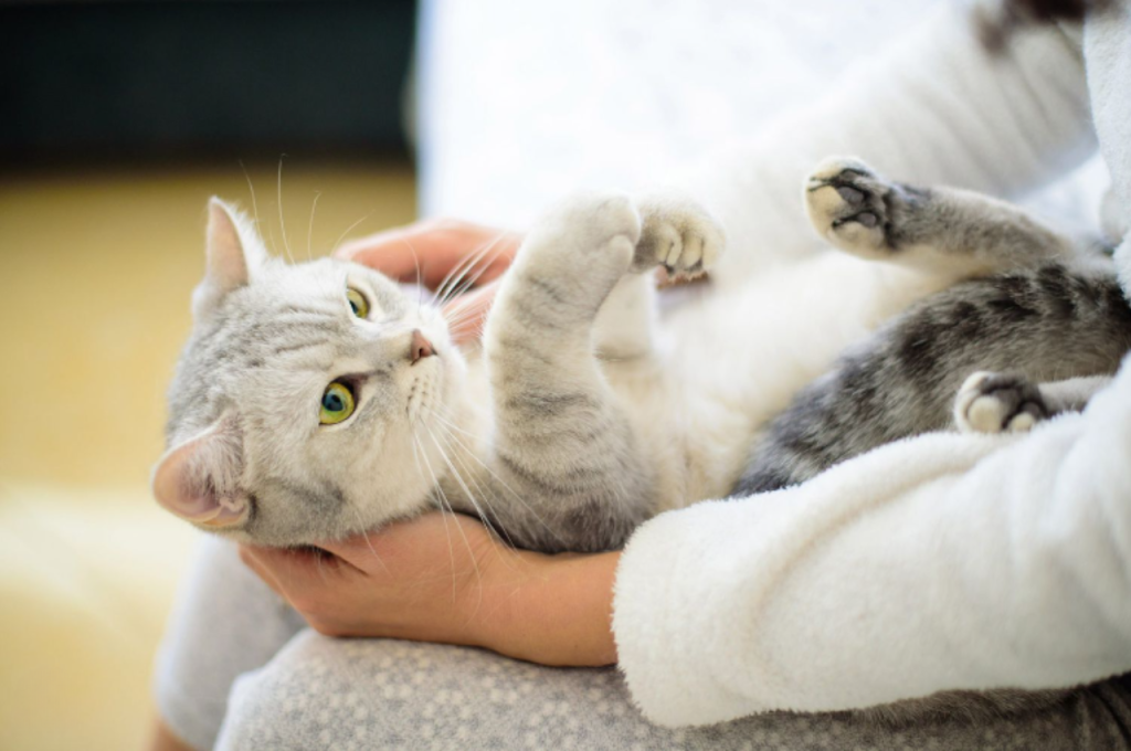 Cats and facial recognition