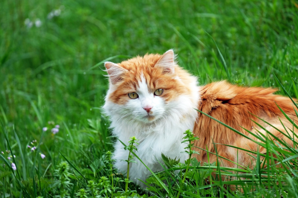 Cuteness recognition in cats
