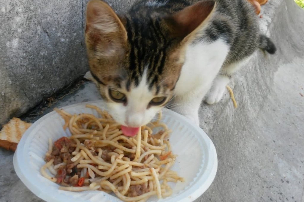 Noodles in feline diet