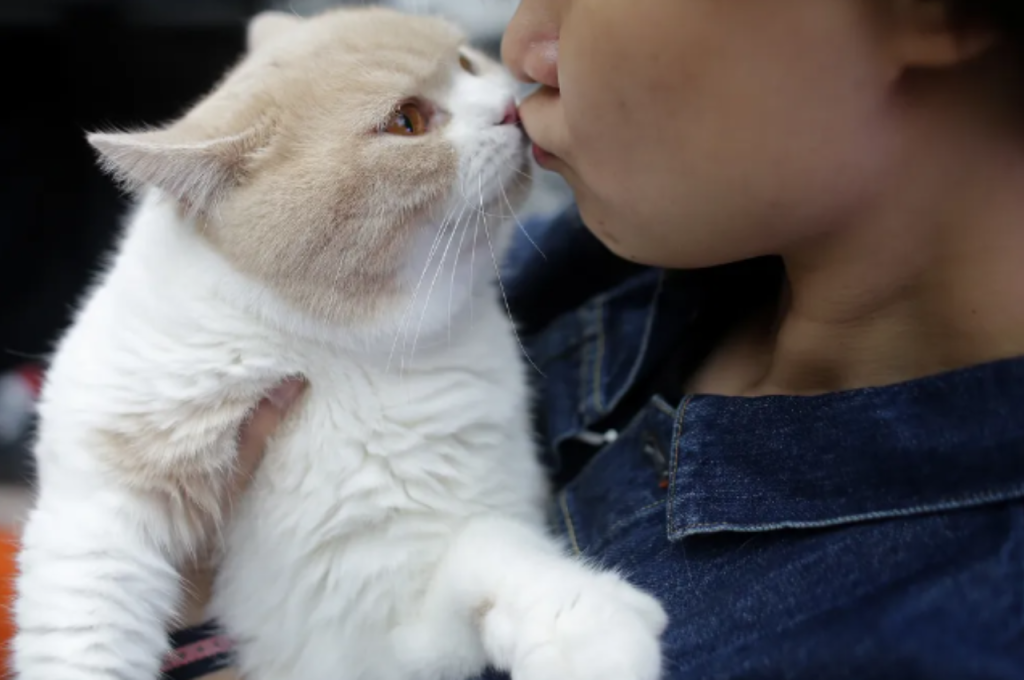 Cats and human emotional cues