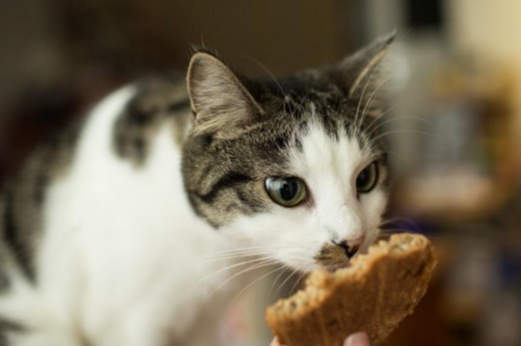 Health effects of cats eating sweets