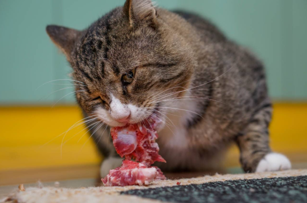 Risks of feeding cats raw meat
