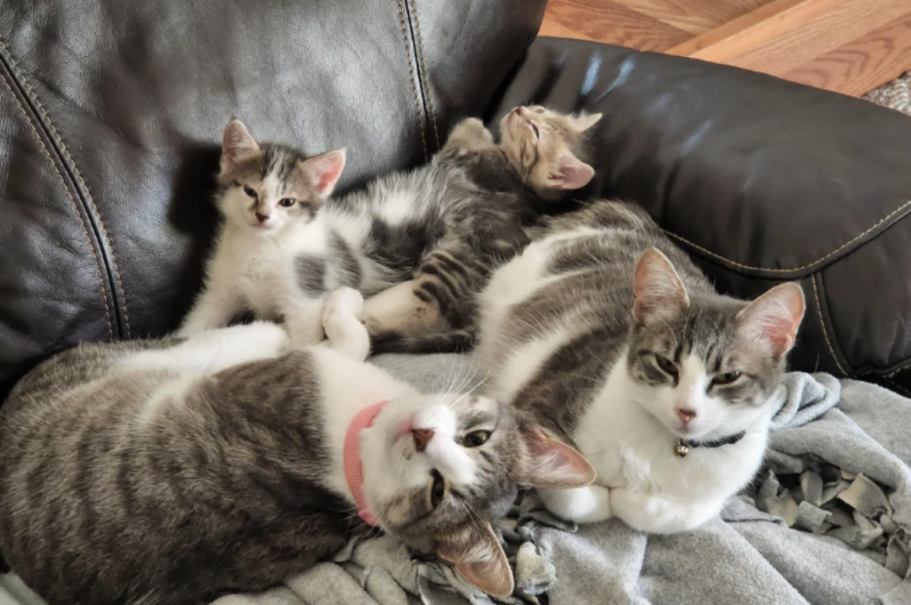 Cat care no-nos