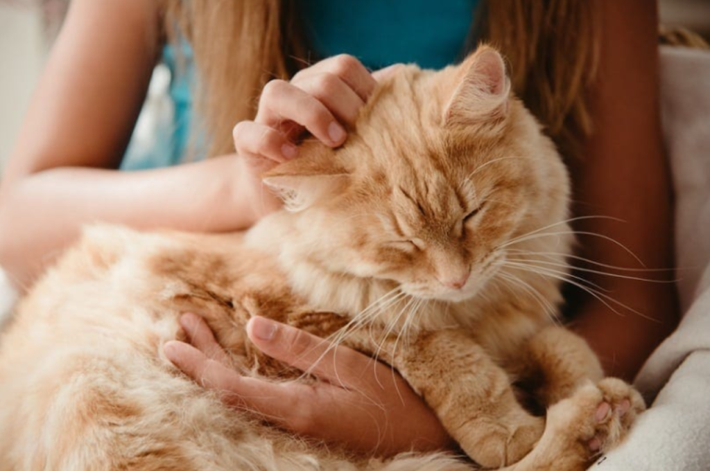 Feline attachment to individuals