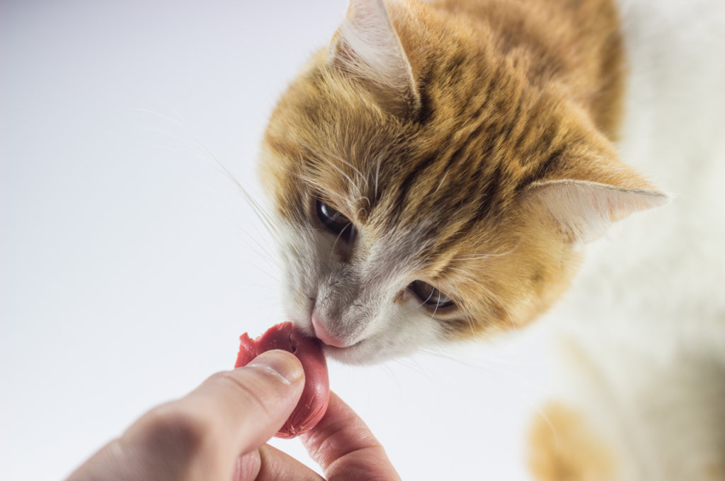 Spicy food risks for cats