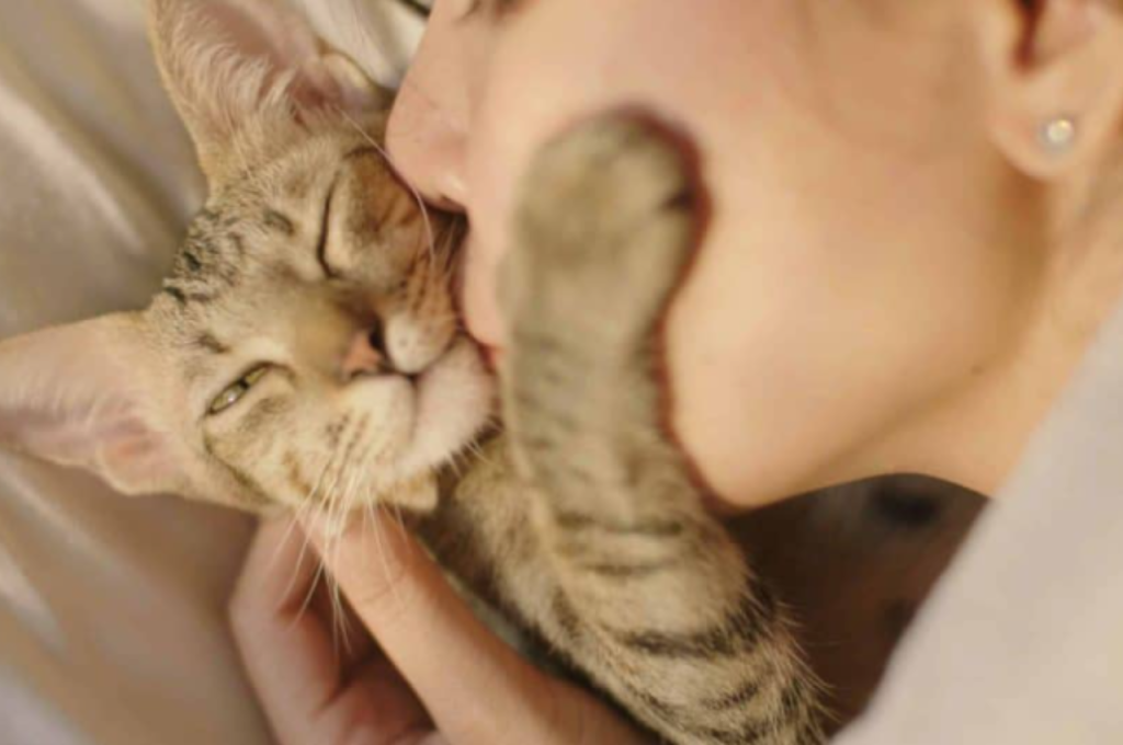 Feline comprehension of human affection