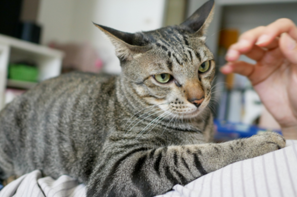 Cat's curiosity and attention