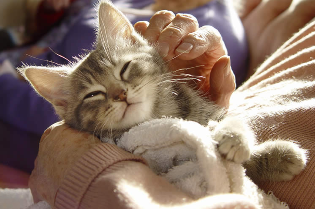 Connection between cats and human emotions