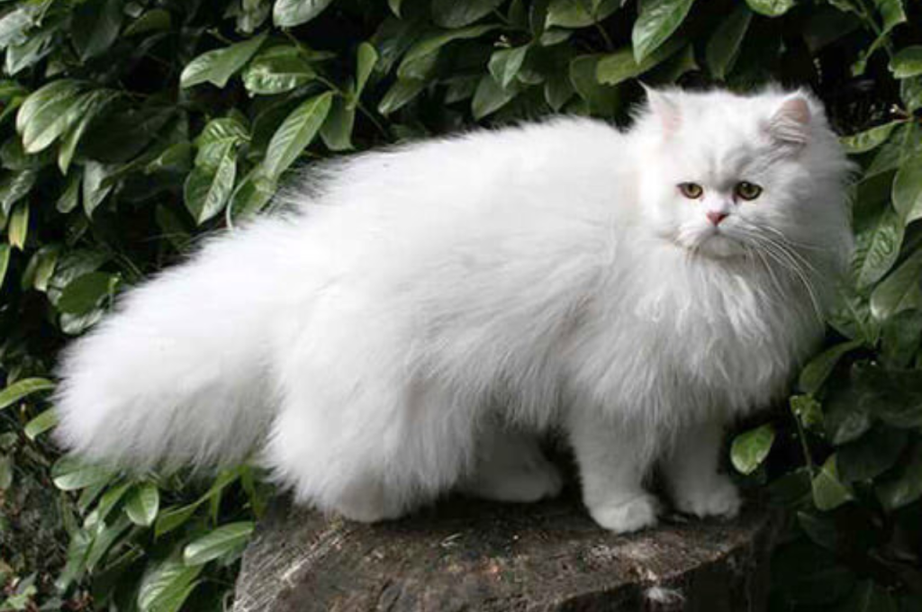 Gorgeous feline breeds