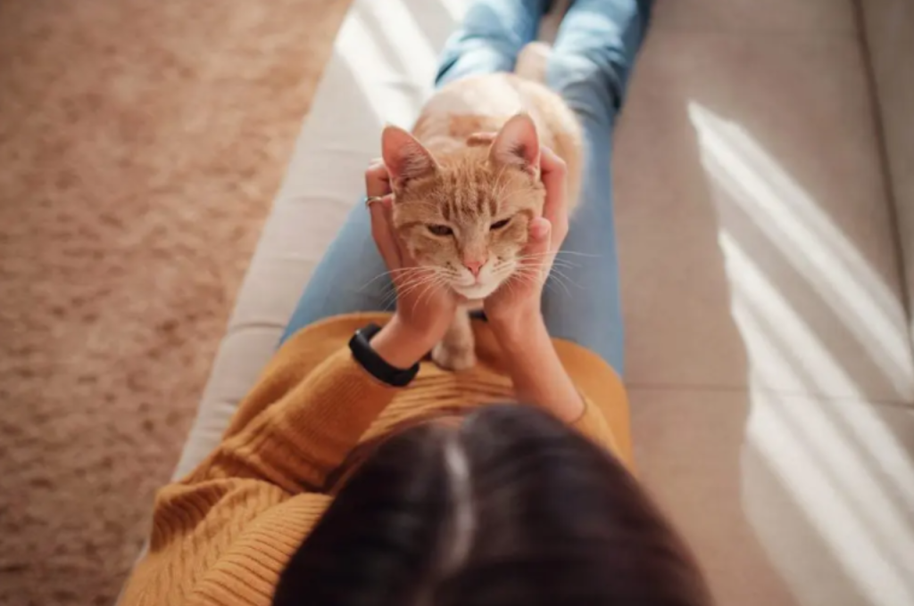 Scent detection in cats