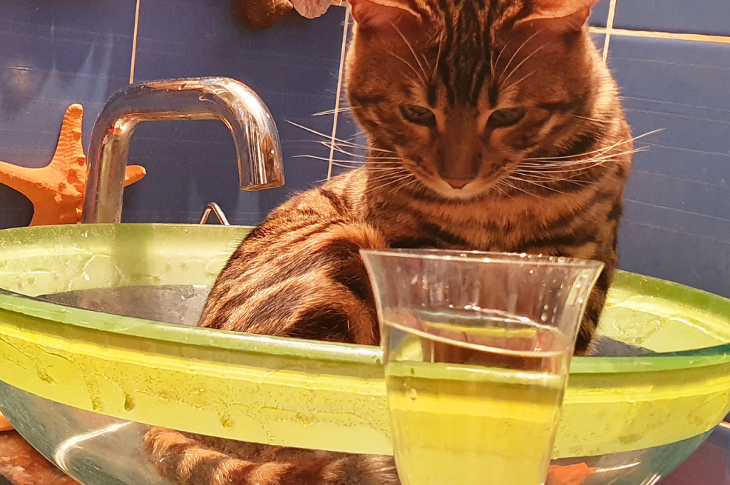 Cat-detested drinks