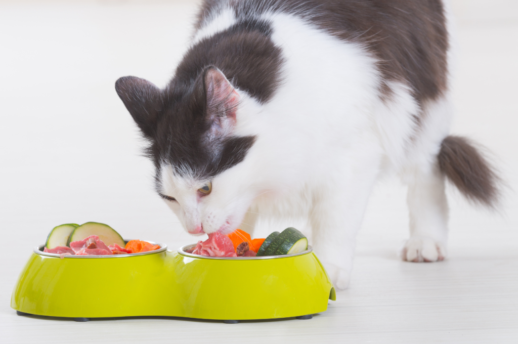 Preferred cat food choices