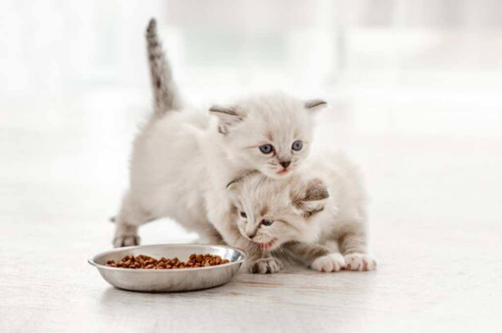 Proper nutrition for kittens