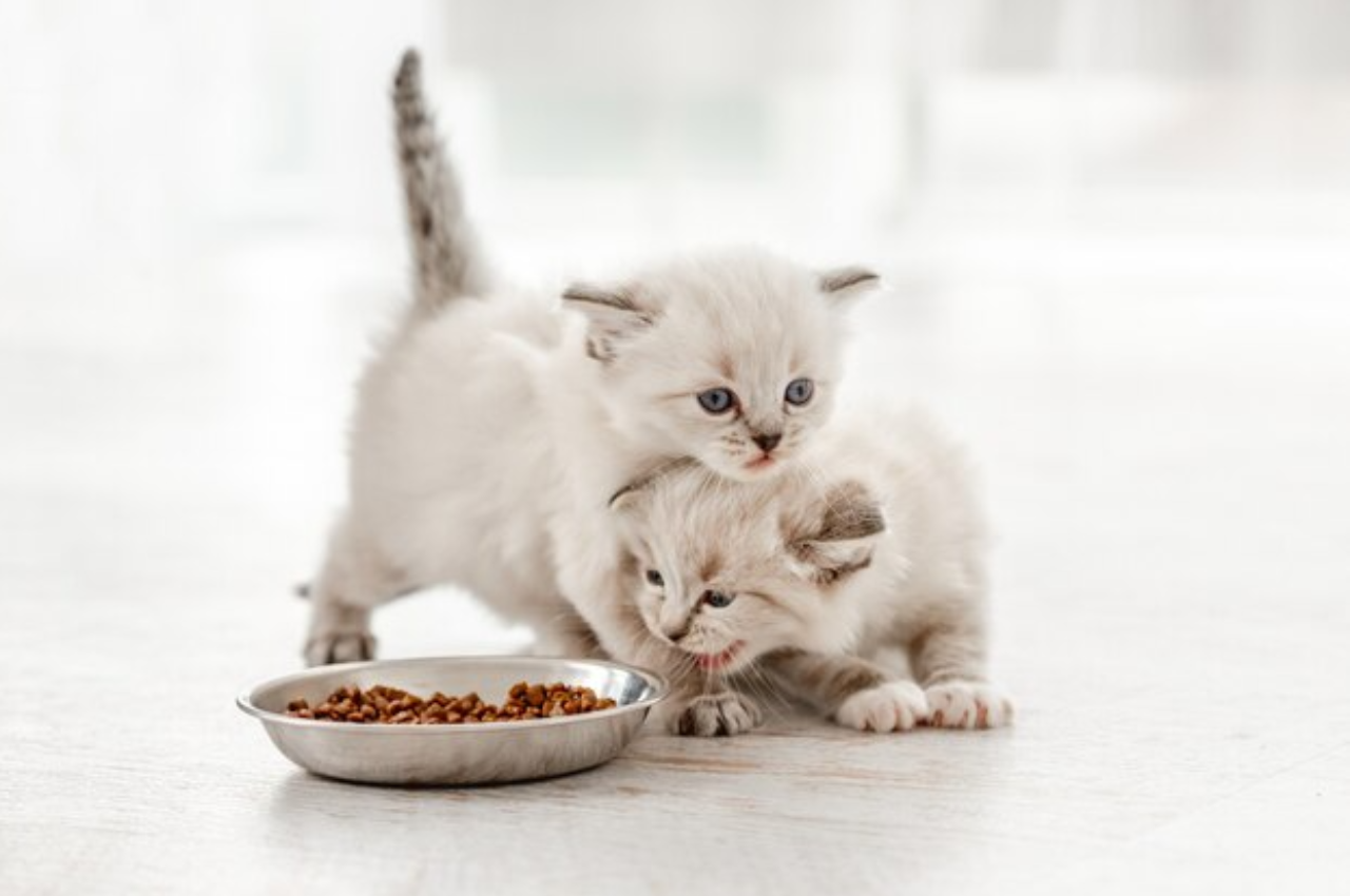 Baby Cat Food: A Nutritious Delight for Feline Companion