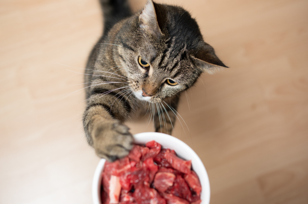 Cat food and treats comparison