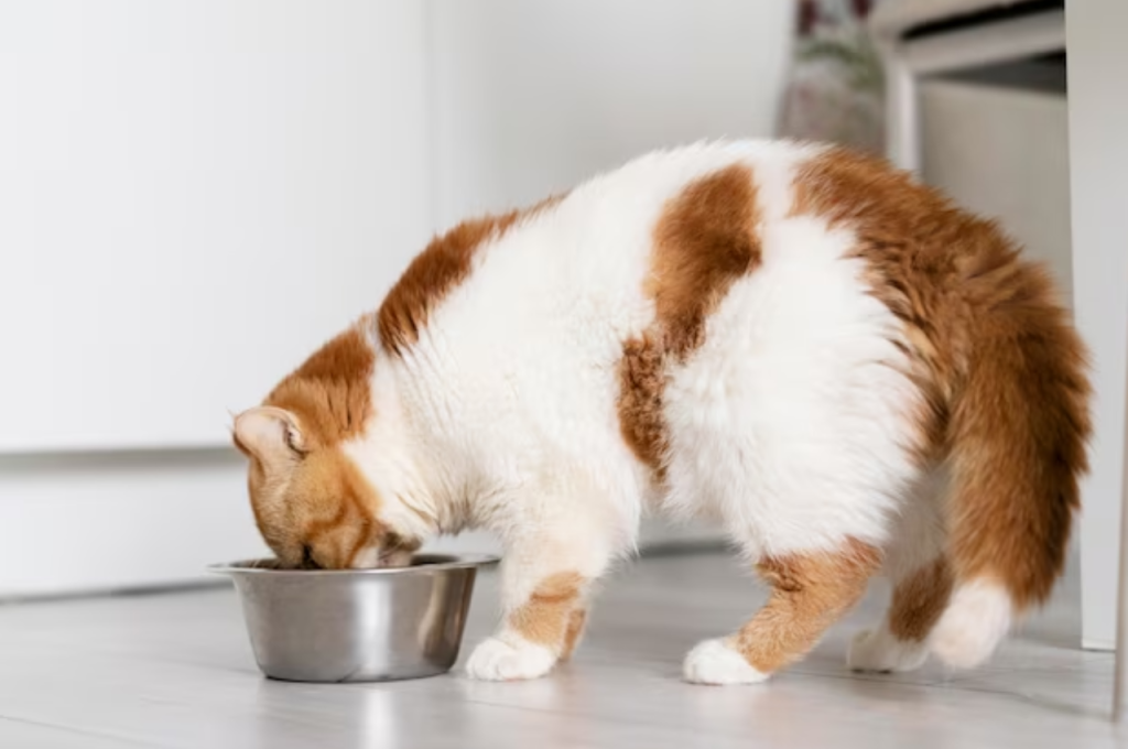 Benefits of cat food over tuna