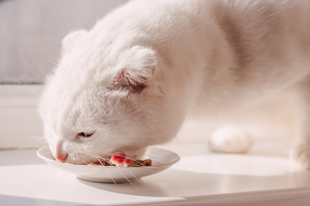 Premium canned cat food