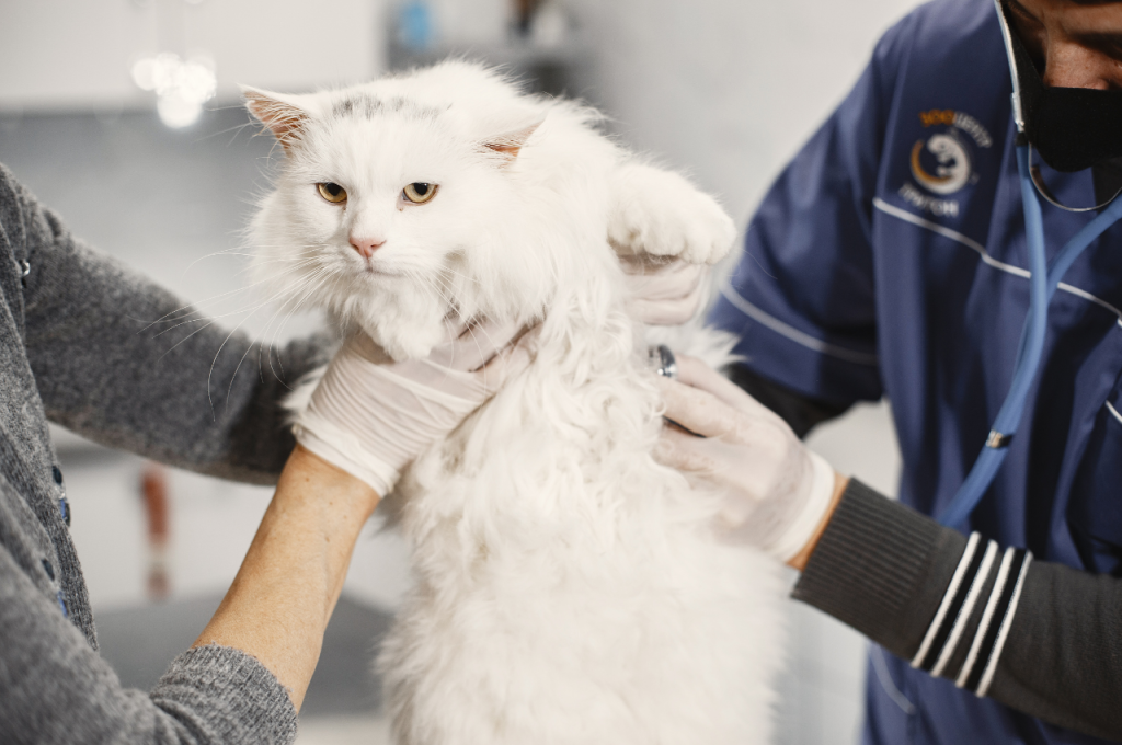 Benefits of feeding cats tuna