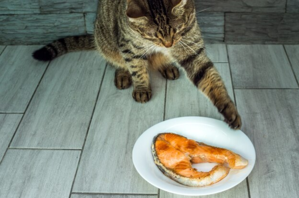 Salmon's impact on feline health