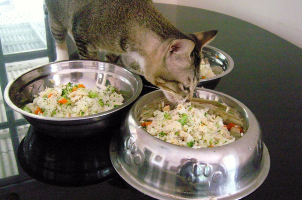 Benefits of tuna for cats
