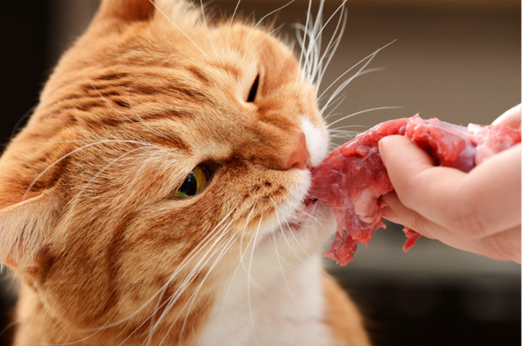 Best fish for feline diet