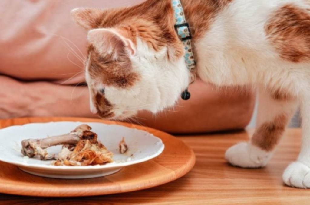 Protein sources for cats