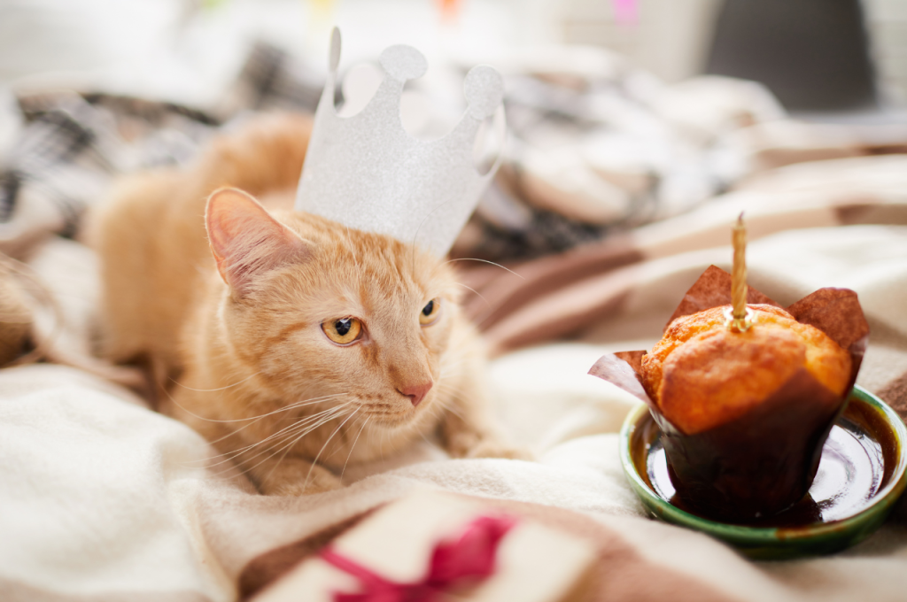 Cat-friendly dessert options