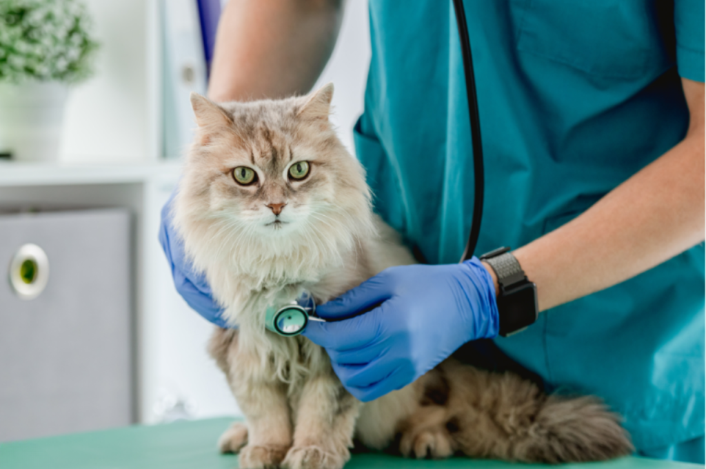 Feline diet and salmon skin