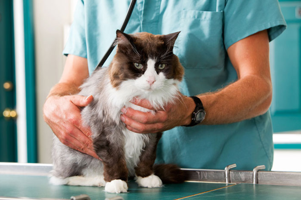 Nutritious meat options for cats