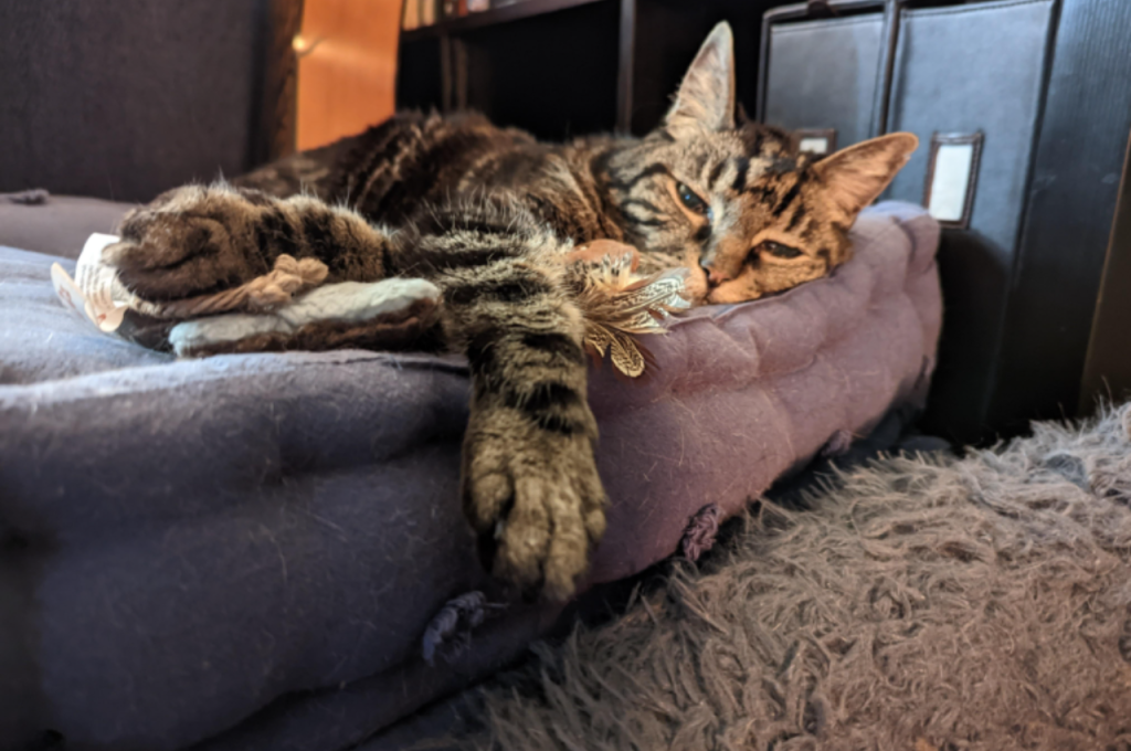 Salmon as a regular meal for cats