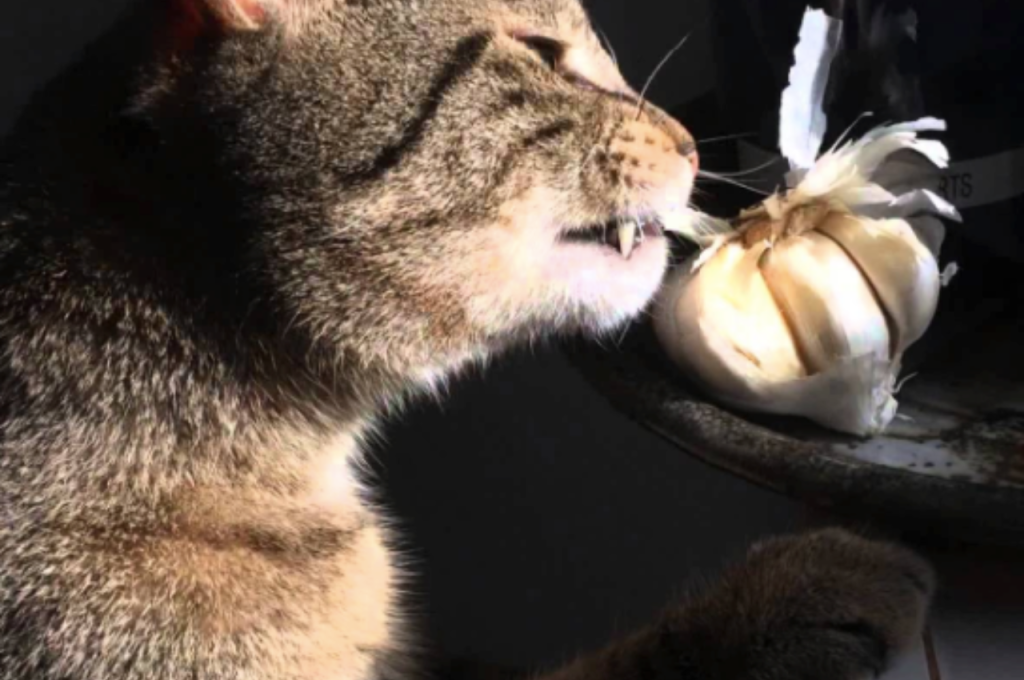 Effects of garlic on cats