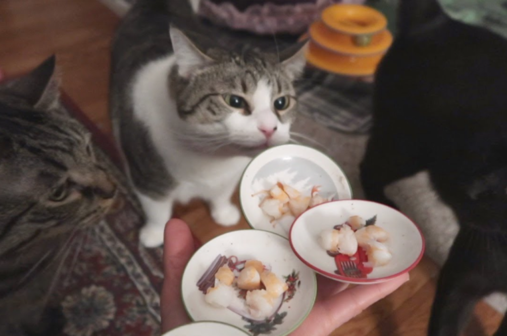 Adding prawns to cat diet