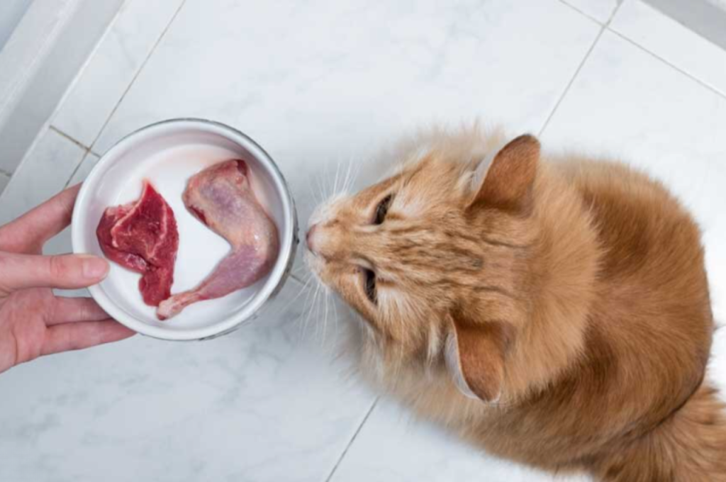 Foods harmful to cats' health