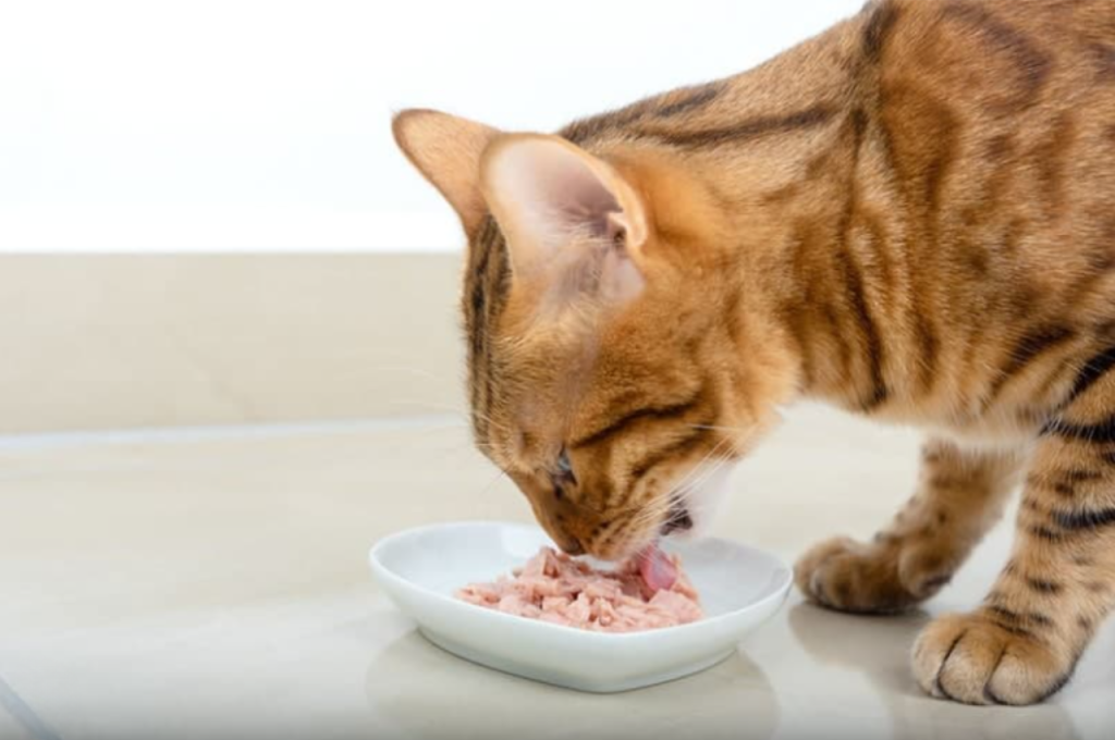 Most preferred foods for cats