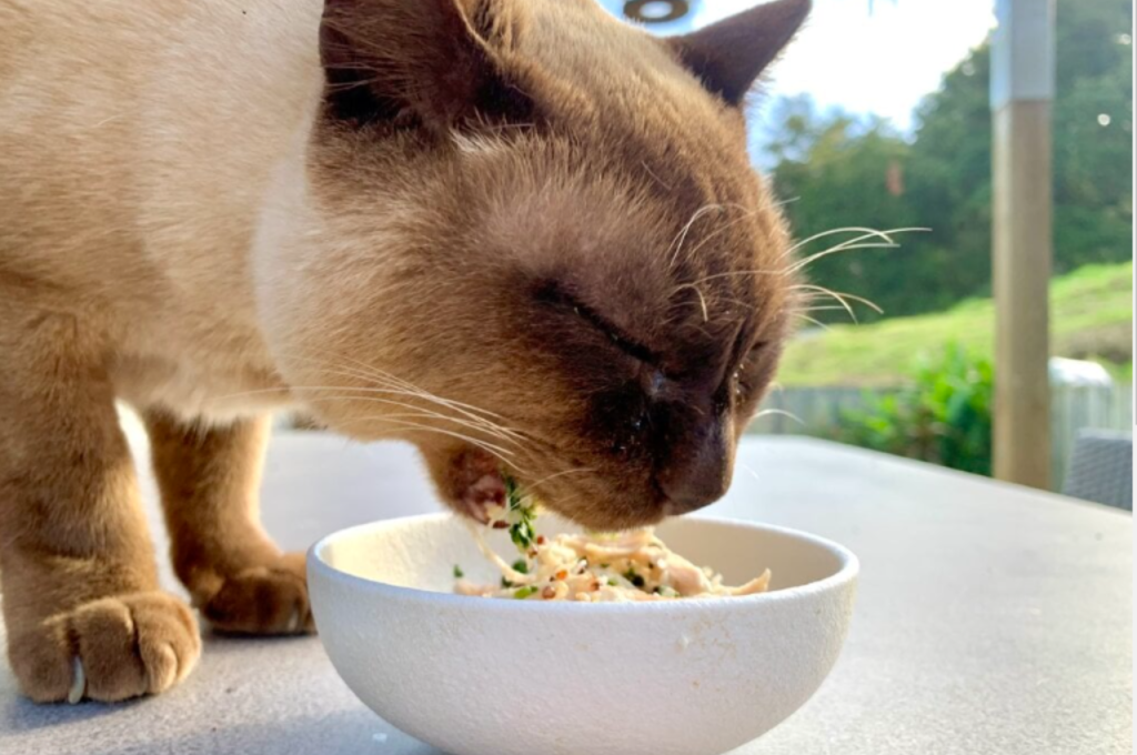 Risks of feeding cats bread