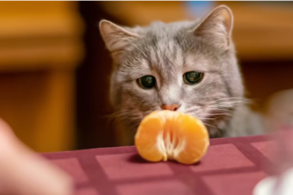 Felines and citrus fruits