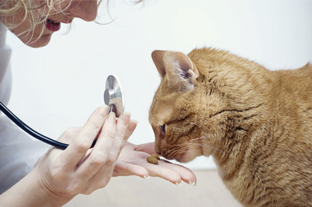 Safe fruits for cats