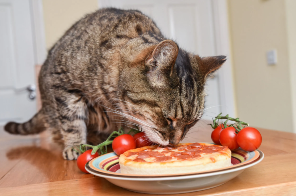 Risks of feeding tomatoes to cats