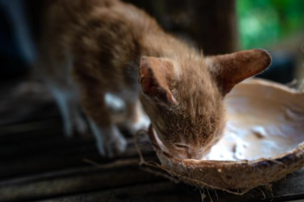 Coconut and feline diet