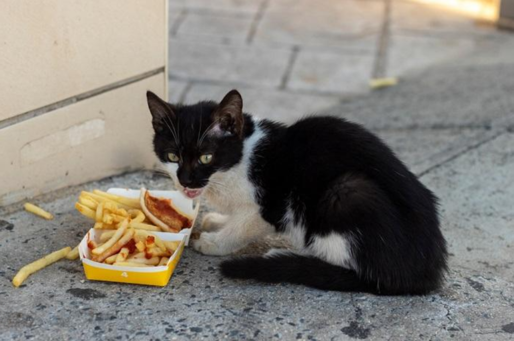 Fries as a treat for cats