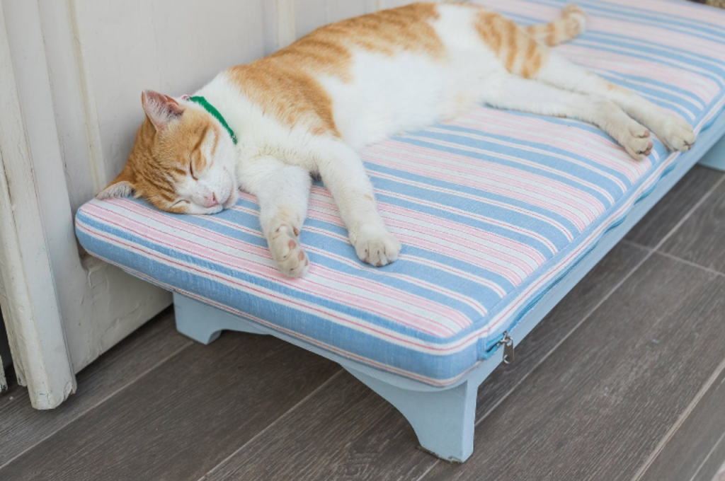 Is it safe for cats to eat ice cream?