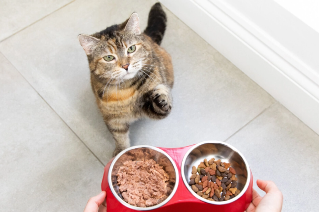 KFC consumption for cats