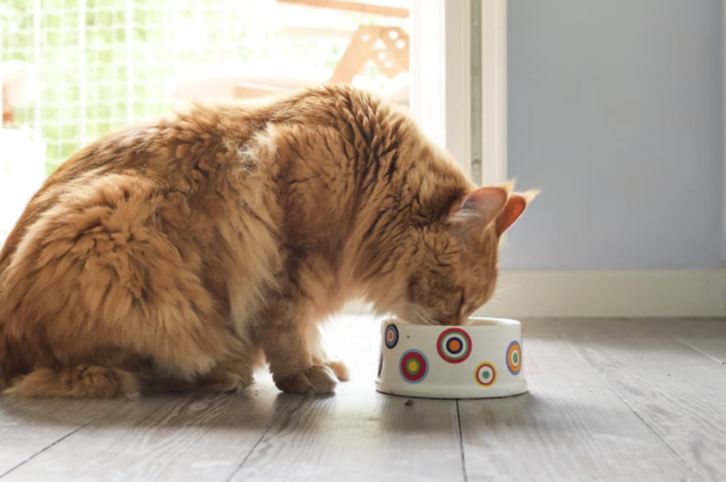 Is butter safe for cats to eat?