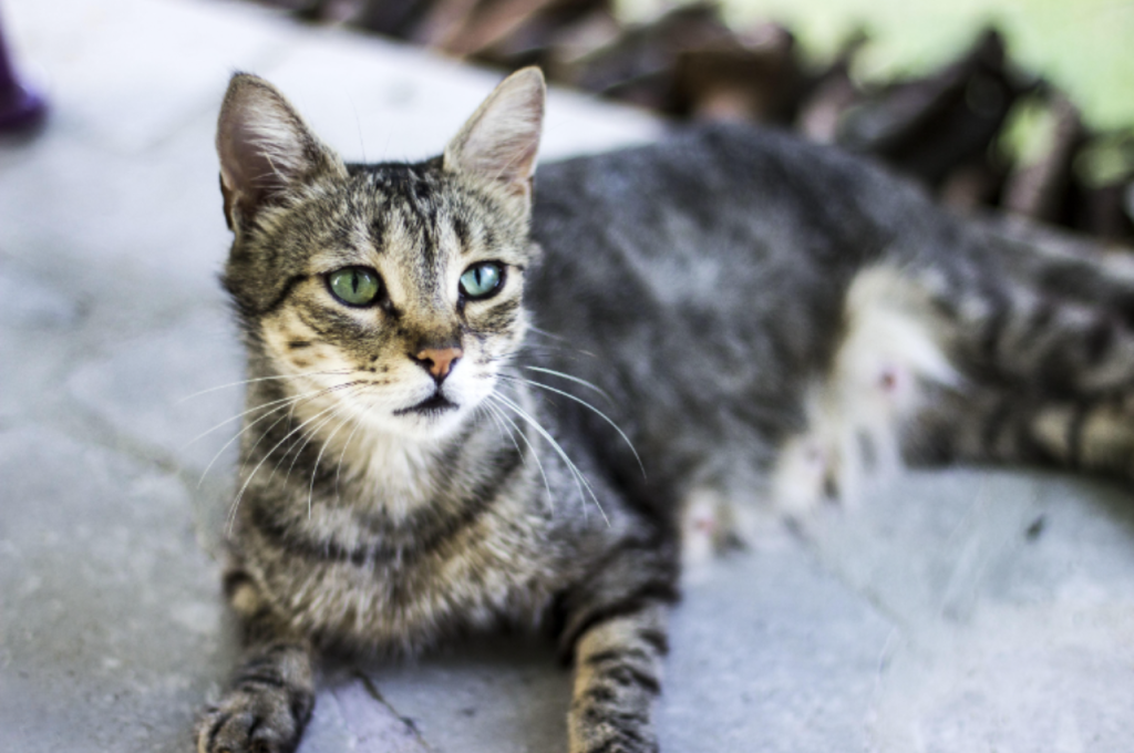 Feline response to names