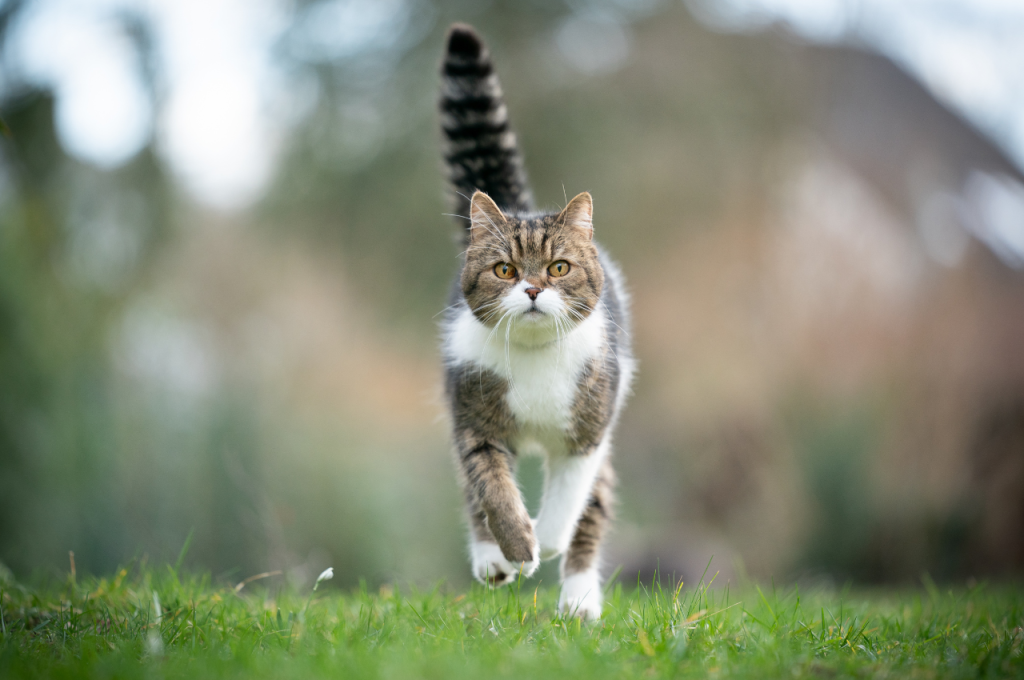 Relative swiftness: Cat vs Tiger